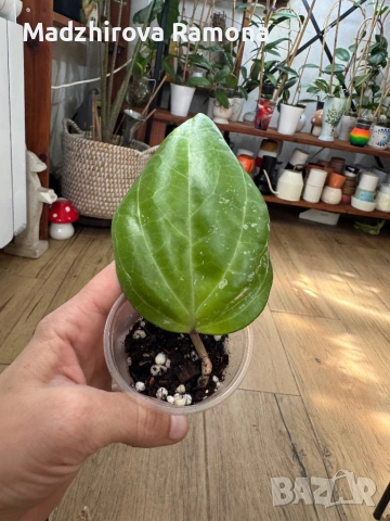 Hoya Хоя Sarawak, снимка 2 - Стайни растения - 54569687