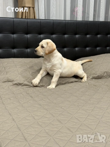 Чистокръвни Лаабрадор Ретривар., снимка 3 - Лабрадор ретривър - 54199666