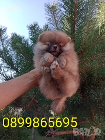 Мъжки и женски Померани., снимка 8 - Померан - 55537124