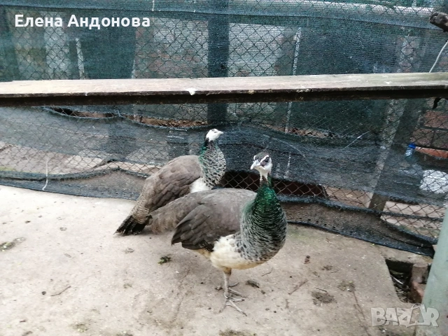 Индийски пауни , снимка 2 - други­ - 54291917