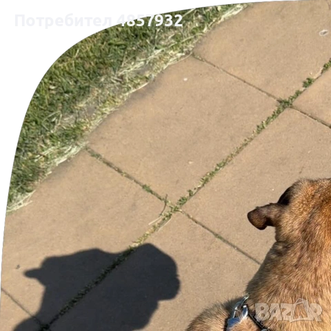Смеска преса канарио плюс тоса! Прекрасен Домашен любимец, снимка 5 - Други - 55241183
