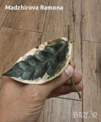 Hoya Хоя Archboldiana Variegata 