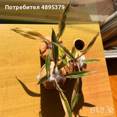 Philodendron Caramel Marble Variegata, снимка 3 - Стайни растения - 55395533