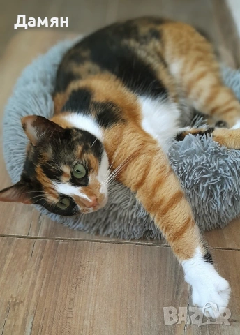 Трицветно коте