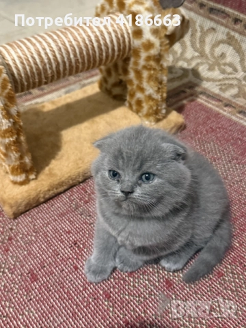 клепоуха шотландска , снимка 7 - Британска късокосместа - 55543272