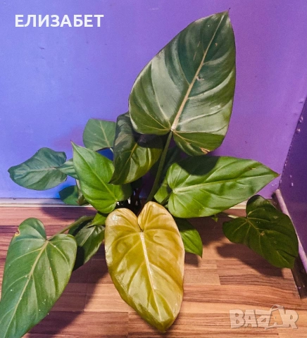 Фило
