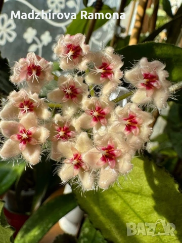 Hoya Хоя Caudata Green Borneo 