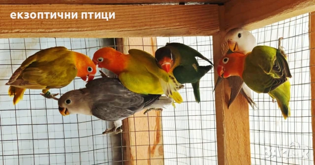 Свободни и неразделки , снимка 3 - Папагали - 54742712