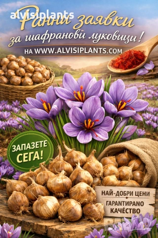 Ранни заявки за шафранови луковици 6 броя 7-8 размер за цвят през есента