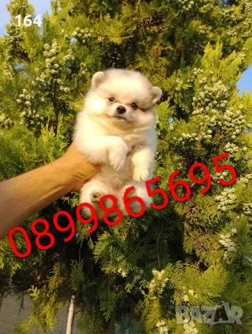 Прекрасен избор на мъжки и женски Померани. , снимка 4 - Померан - 55607413