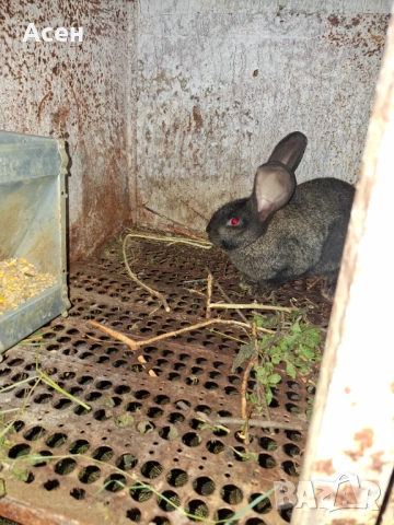 Зайци за разплод, снимка 7 - Други - 54575468