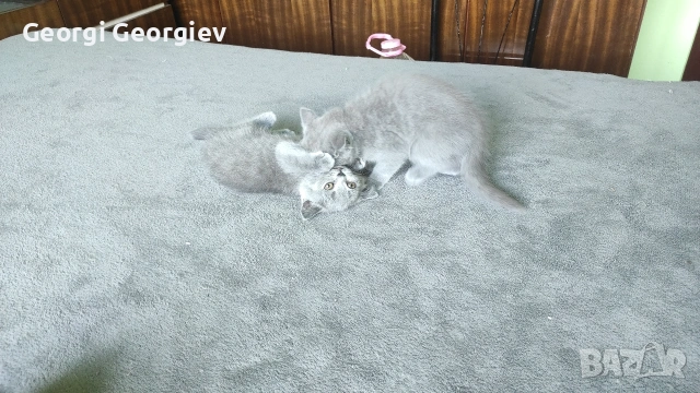 Британски котета, снимка 2 - Британска късокосместа - 55024216