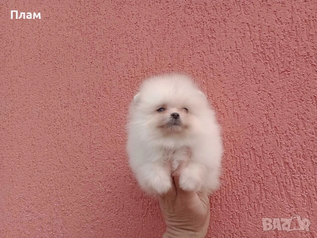 Различни възрасти !!! Померани., снимка 10 - Померан - 54057959