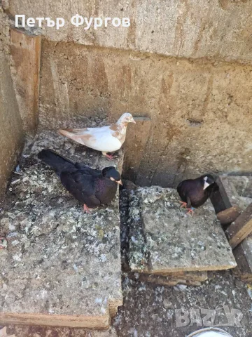 Продавам  3бр.   типлери