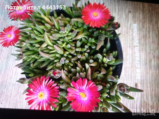 Делосперма , снимка 3 - Разсади - 50497975