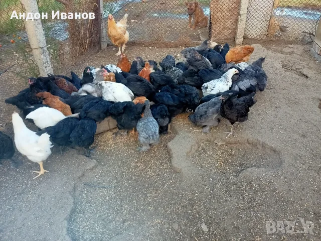 Пиленца(пилета) излюпени на 02.06.2026г.., снимка 14 - други­ - 55062573