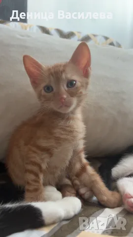 Подарявам котенца