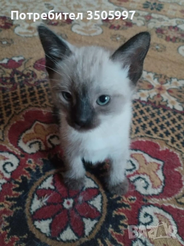 Сиамски котенца, снимка 3 - Сиамска - 54651323