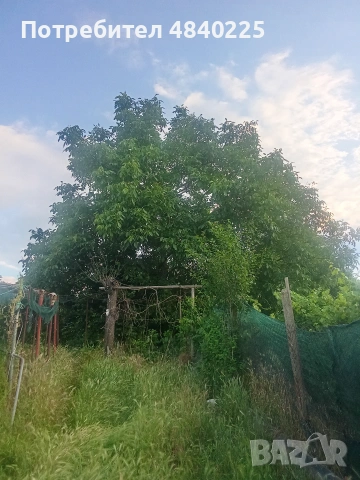 Пресни зелени орехчета 5 Е 1 кг, 4Е 2 кг 