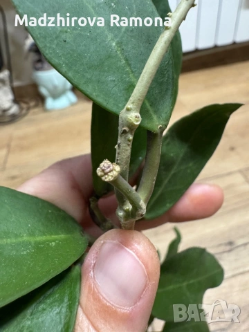 Hoya Хоя Patricia , снимка 2 - Стайни растения - 54934902