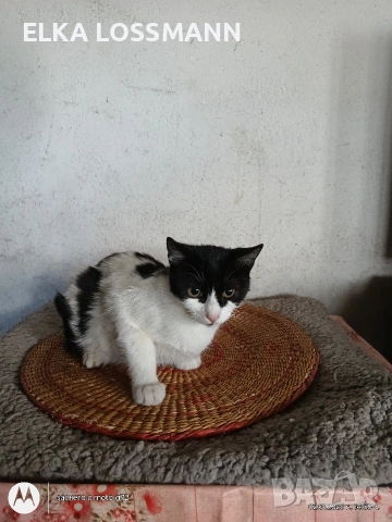 Котенца, снимка 6 - Други - 54059422