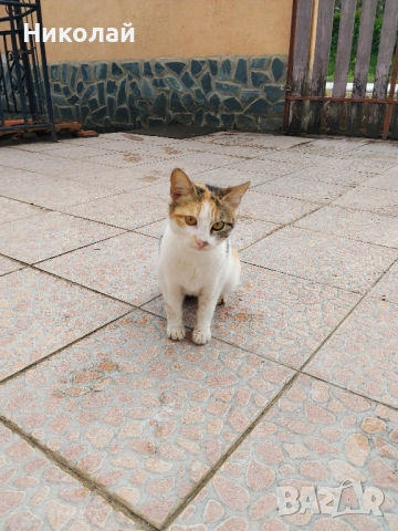 Подарявам две котки, снимка 6 - Други - 54301938