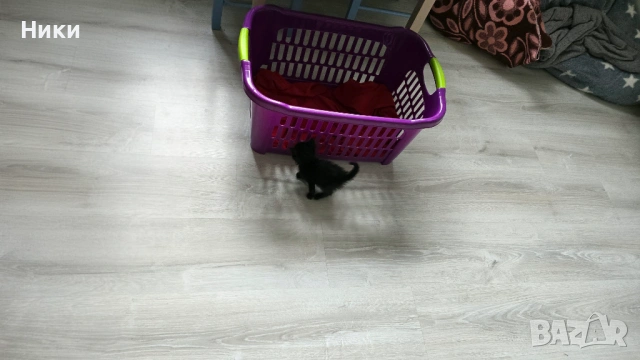 Подарявам 4 малки котенца, снимка 8 - Други - 54515086