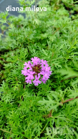 Вербена канадска 'Хоумстед Пърпъл', Verbena canadensis Homestead Purple, снимка 5 - Градински цветя и растения - 55135938