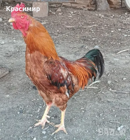 Продавам петли., снимка 6 - Патици и гъски - 48682860