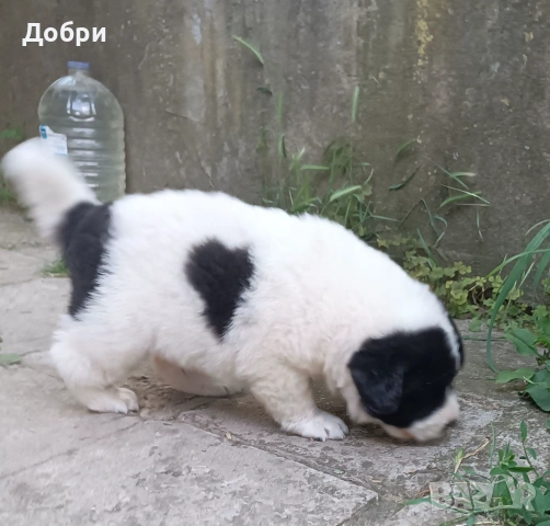 Малки Каракачанки