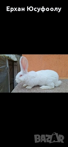 Декоративни зайчета, снимка 4 - Декоративни зайчета - 54116375