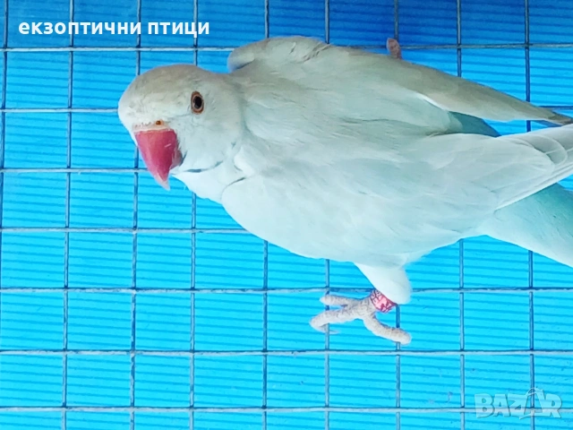 Продавам м. Александър , снимка 3 - Папагали - 55155892