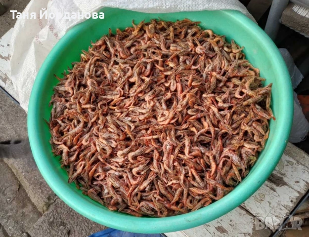 Суха скарида за водни костенурки 