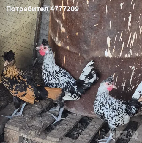 Кокошки Апенцелер 