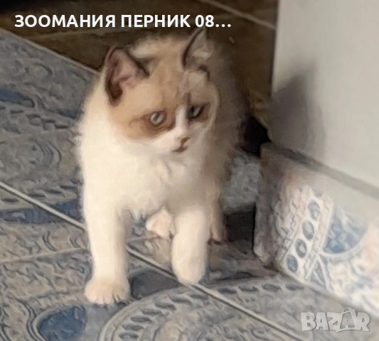 Котета Британска късокосместа , снимка 2 - Други - 51804431