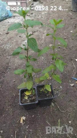 Салвия (Salvia greggii) 'Lipstick', снимка 7 - Разсади - 55344482
