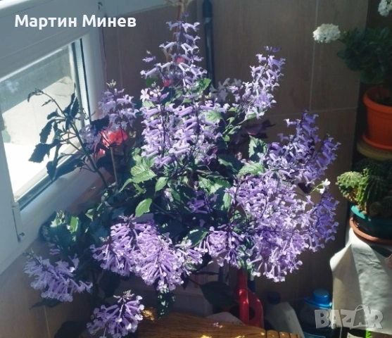 5 цветя за 10 евро, снимка 2 - Стайни растения - 54225694