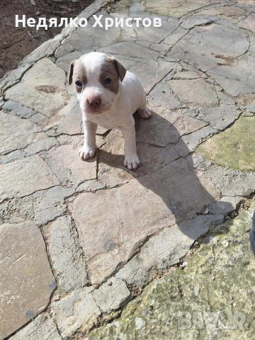 прдават се питбулчета ретнос, снимка 2 - Питбул - 54172863