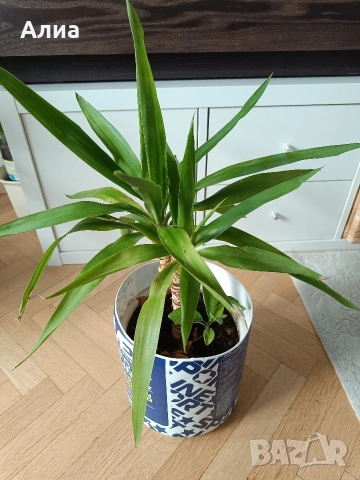 Юка, драцена, сингониум, шефлера, сансивиера