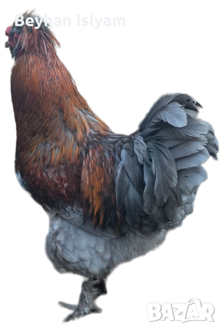 Продават се, снимка 2 - Кокошки и пуйки - 54016404