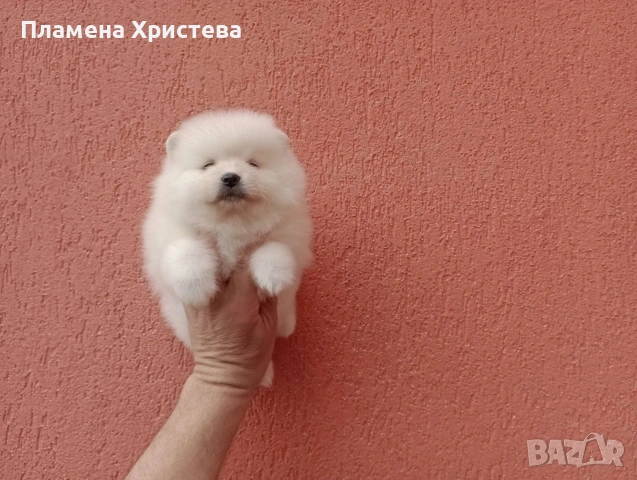 Померани. Реални снимки от днес !, снимка 6 - Померан - 54020046