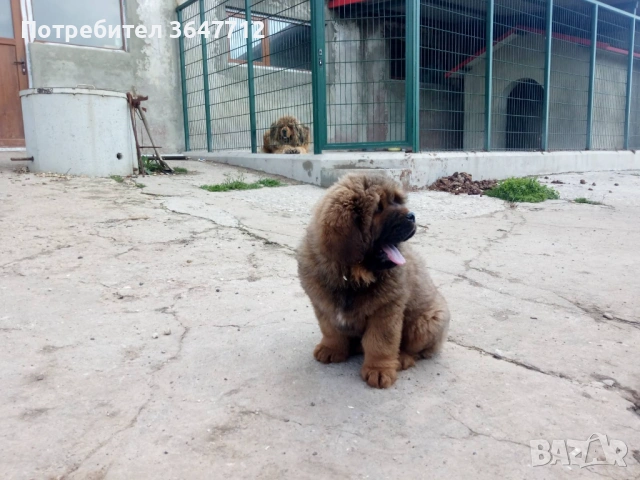 Тибетски мастиф , снимка 6 - Мастиф - 54087033