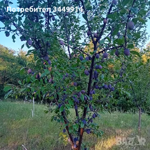 Био-градини сини сливи Стенлей