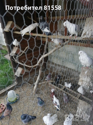 Гълъби , снимка 2 - Гълъби - 54013110