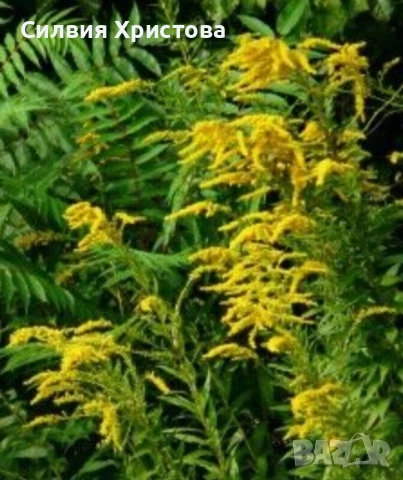 Продавам златна пръчица,вълшебна билка 