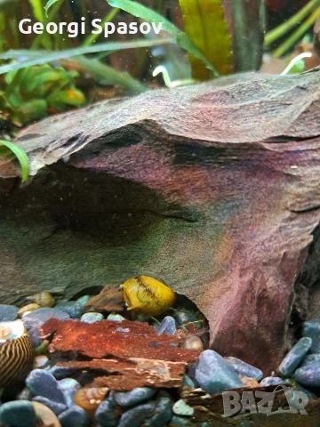 Продавам 10 л.аквариум, снимка 4 - Други - 54128766