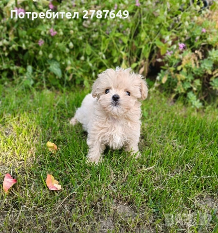 Малтипу мини момиче, снимка 8 - Пудели - 54703750