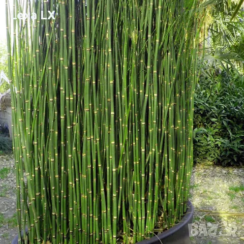 Equisetum Hiemale – Хвощ, Конска Опашка, снимка 2 - Градински цветя и растения - 55574071