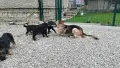 🐶 Продавам прекрасни кученца! 🐶  Търсят своя нов, любящ дом! ❤️  Малки, здрави, игриви, снимка 6