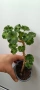 Pelargonium Sutavres Igor , снимка 2